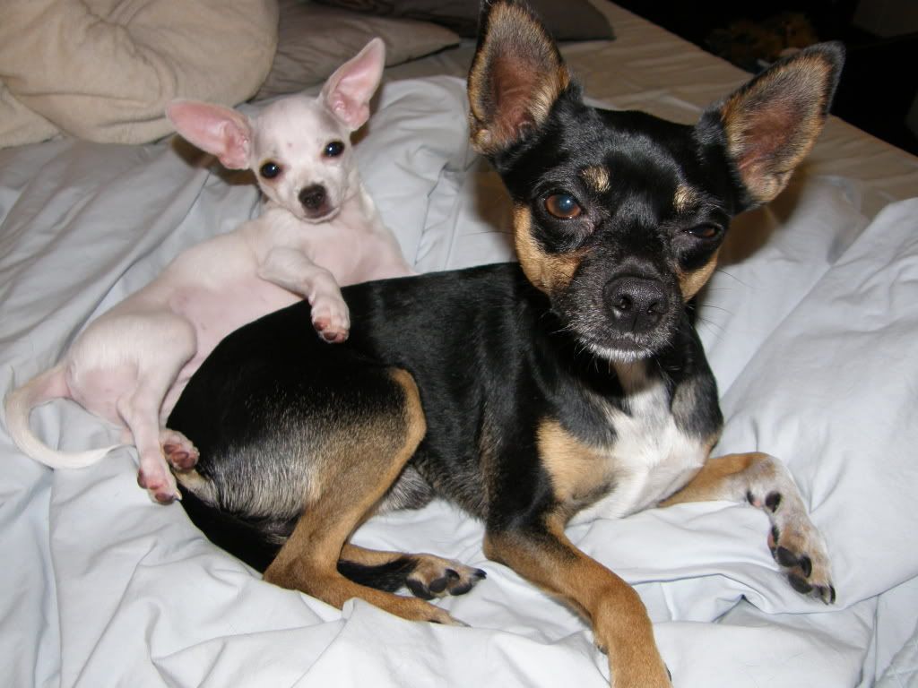 The Deer Chihuahua The Deer Chihuahua