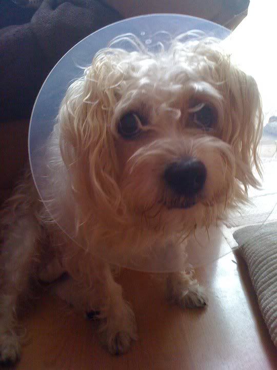 toppylampshade.jpg
