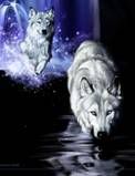 Wolves Pictures, Images and Photos