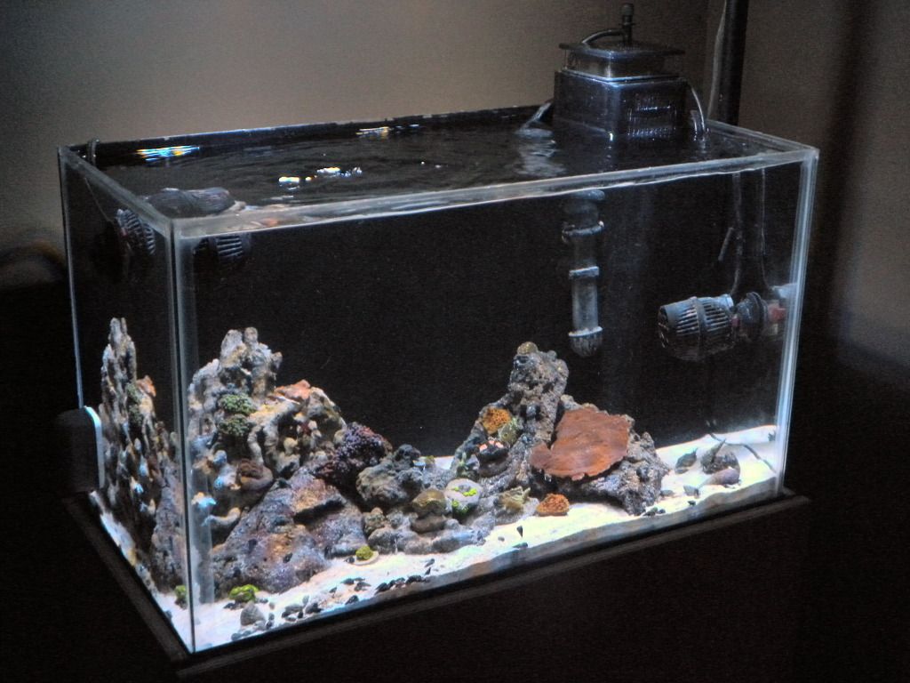 DSCN5896 - Sean's 10G Dorm Reef