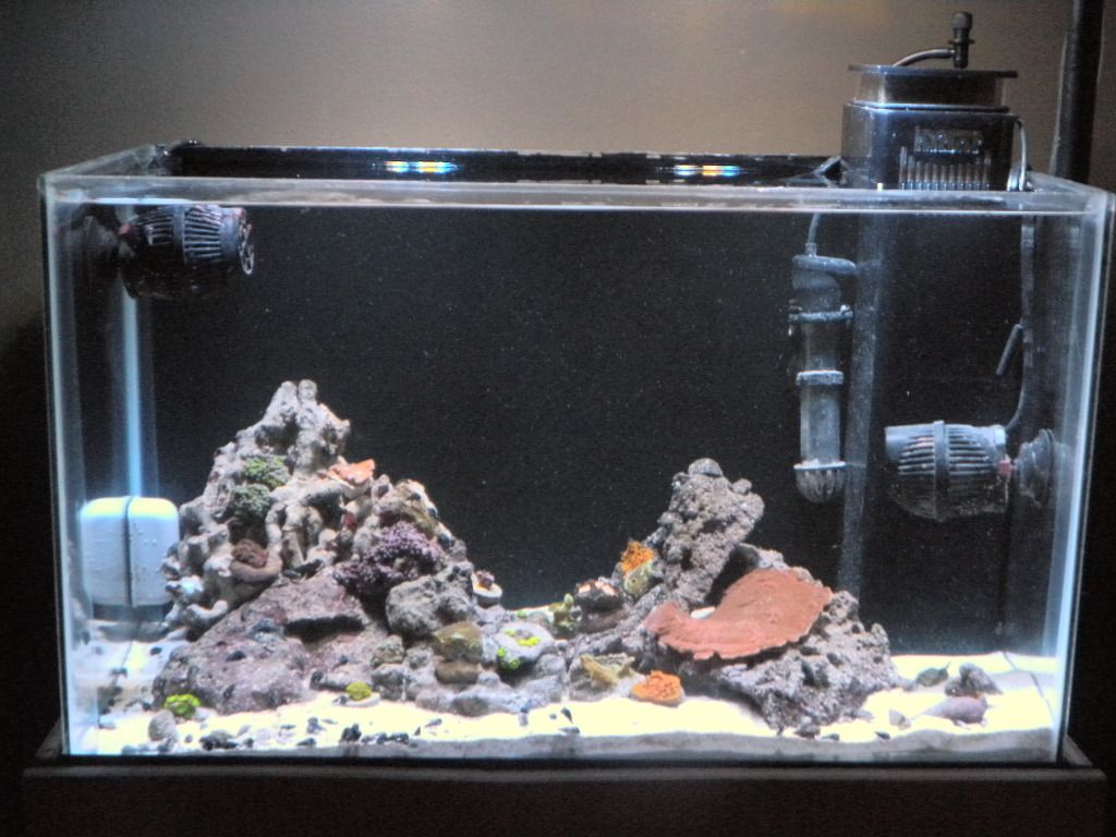 DSCN5898 - Sean's 10G Dorm Reef