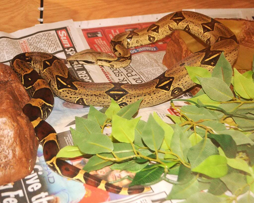 True Red Tail Boas, Bcc Reptile Forums