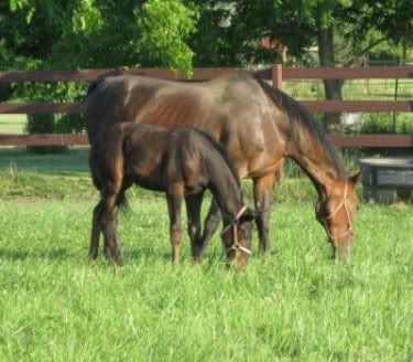 mare,foal eating grass