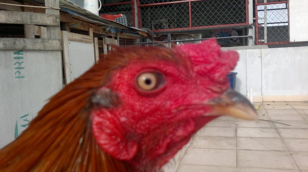 Xanh Nòi lai - Tre lai chuối chân xanh 1,5 kg Bổn Tân Phú Đông-TG - 2