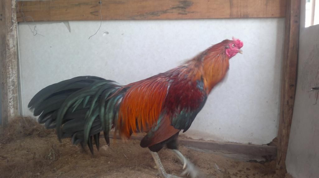 Xanh Nòi lai - Tre lai chuối chân xanh 1,5 kg Bổn Tân Phú Đông-TG