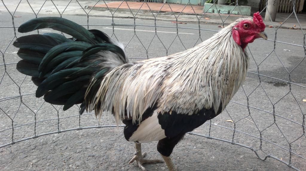 Xanh Nòi lai - Tre lai chuối chân xanh 1,5 kg Bổn Tân Phú Đông-TG - 3