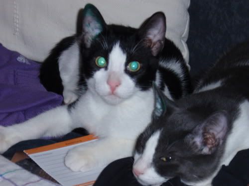 Katzen1.jpg