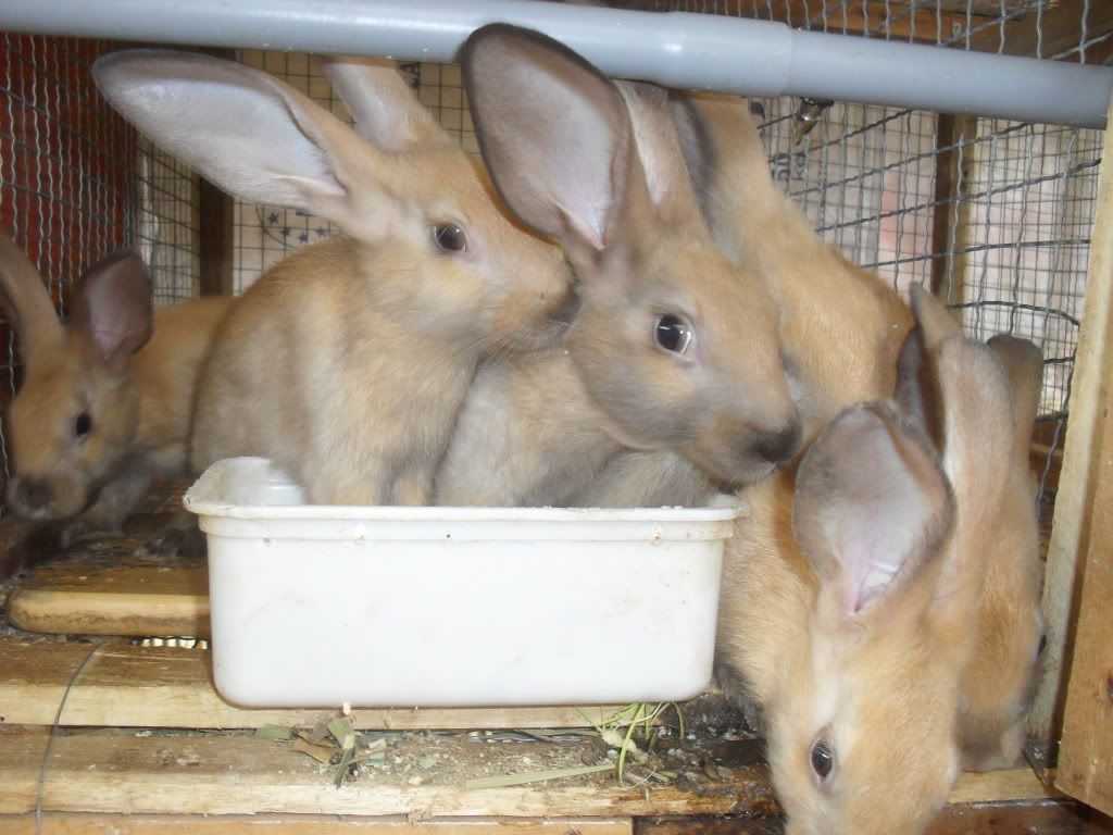 Q.2 - Thỏ giống, thỏ con, thỏ thịt - thức ăn - Van nước Inox cho thỏ - 8