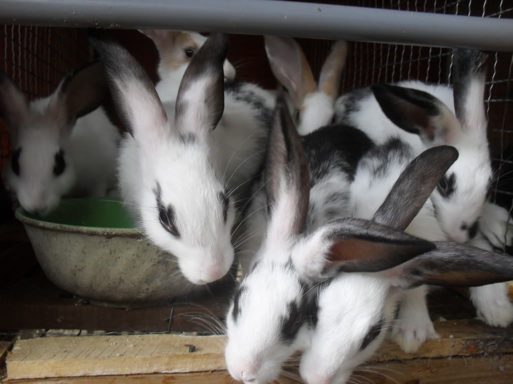 Q.2 - Thỏ giống, thỏ con, thỏ thịt - thức ăn - Van nước Inox cho thỏ - 7