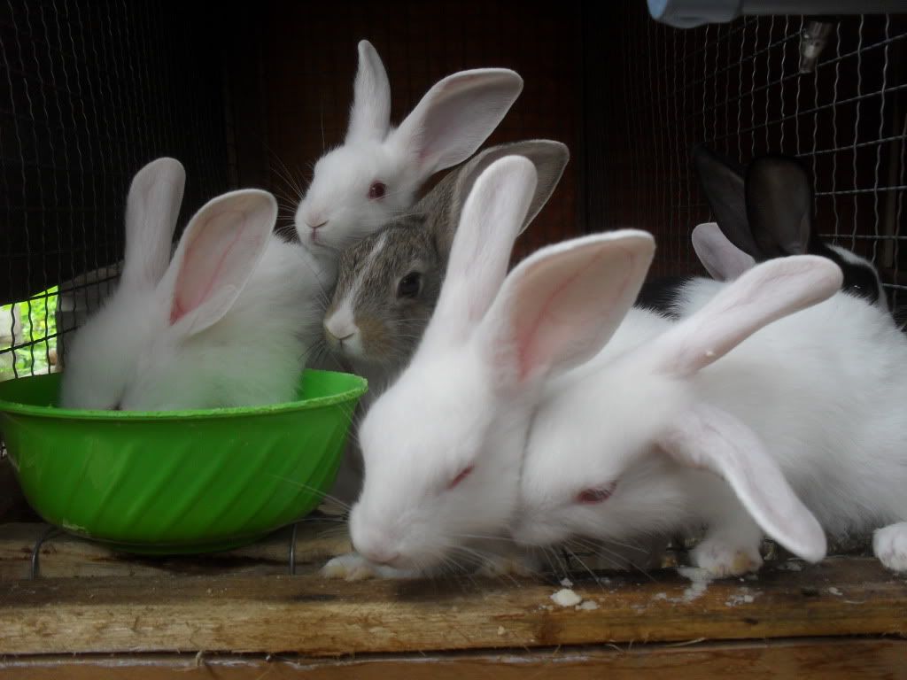 Q.2 - Thỏ giống, thỏ con, thỏ thịt - thức ăn - Van nước Inox cho thỏ - 5