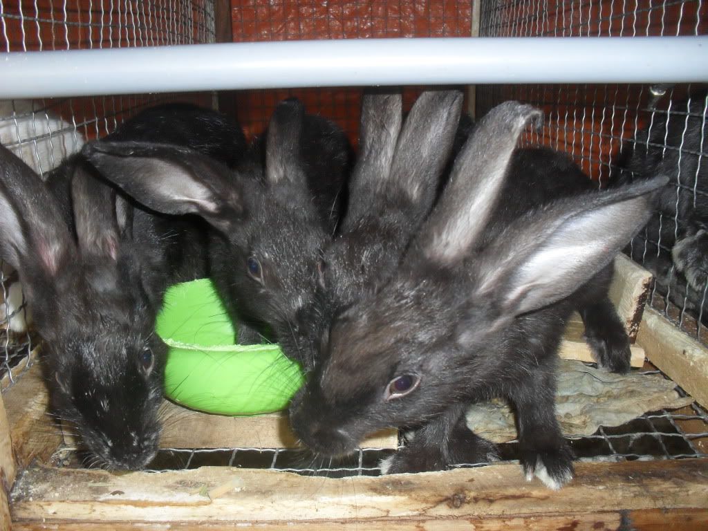 Q.2 - Thỏ giống, thỏ con, thỏ thịt - thức ăn - Van nước Inox cho thỏ - 9