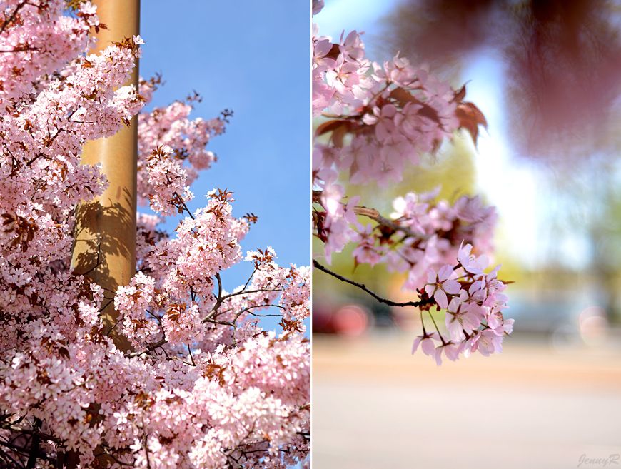  photo hanami_zpsedd1cb3b.jpg