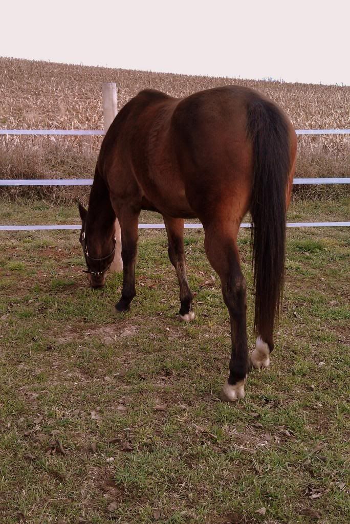 Healthy Weight? The Horse Forum